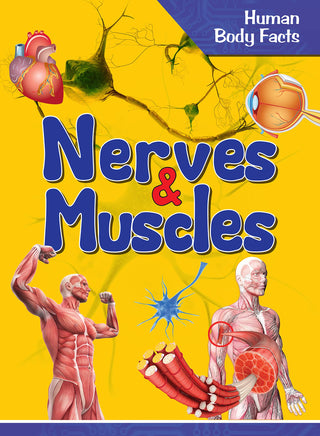 Nerves & Muscles