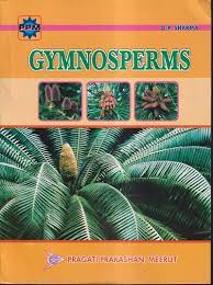 GYMNOSPERMS