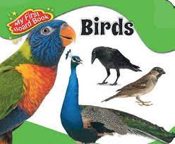 My 1St Board Book Birds